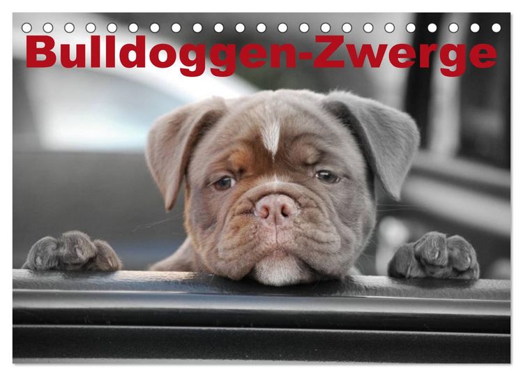 Produktbild: Bulldoggen-Zwerge (Tischkalender 2026 DIN A5 quer), CALVENDO Monatskalender