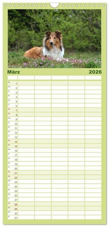 Produktbild: Familienplaner 2026 - Collies - charmante Herzensbrecher mit 5 Spalten (Wandkalender, 21 x 45 cm) CALVENDO