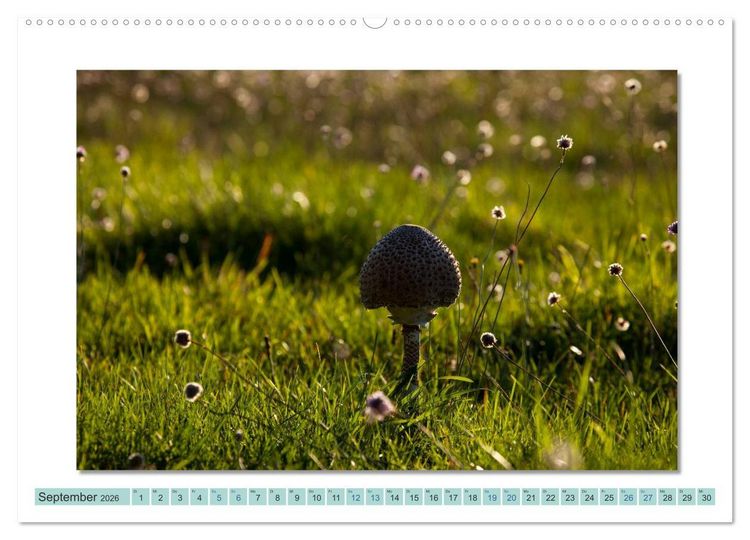 Produktbild: Augenblicke im M&uuml;ritz Nationalpark (Wandkalender 2026 DIN A2 quer), CALVENDO Monatskalender