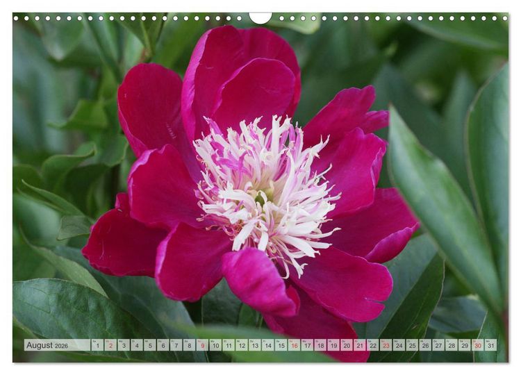 Produktbild: PFINGSTROSEN Rosen ohne Dornen (Wandkalender 2026 DIN A3 quer), CALVENDO Monatskalender