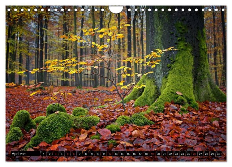 Produktbild: Zauberhafter Sachsenwald (Wandkalender 2026 DIN A4 quer), CALVENDO Monatskalender