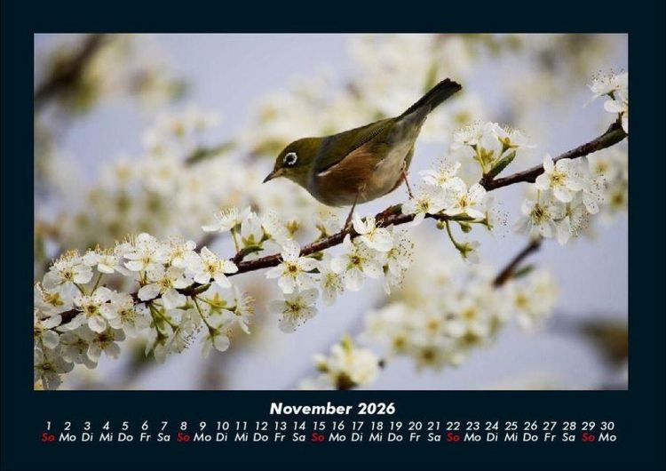 Produktbild: Vogelparadies 2026 Fotokalender DIN A4