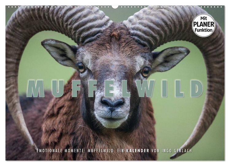 Produktbild: Emotionale Momente: Muffelwild. (Wandkalender 2026 DIN A2 quer), CALVENDO Monatskalender