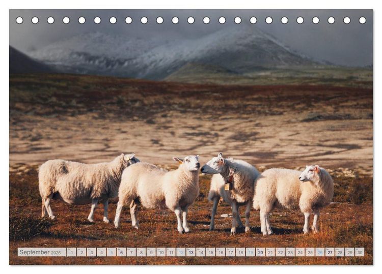 Produktbild: Schafe - Raues Wetter, weiche Wolle (Tischkalender 2026 DIN A5 quer), CALVENDO Monatskalender