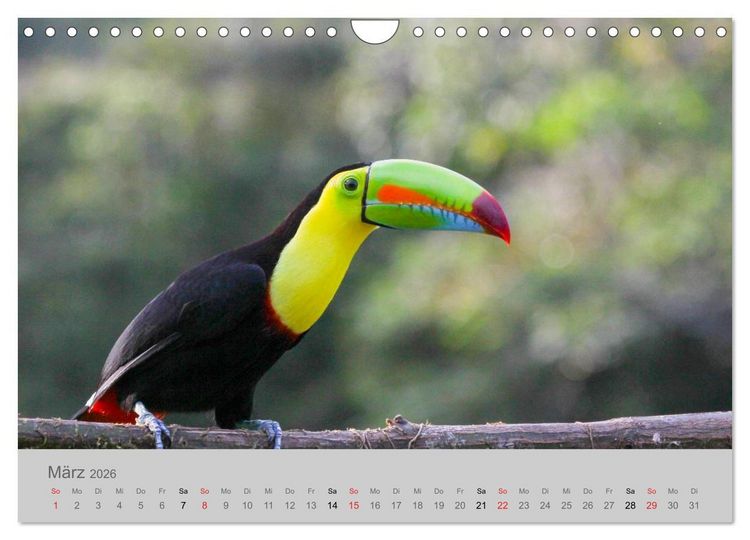 Produktbild: Costa Rica - Exotische V&ouml;gel im Regenwald (Wandkalender 2026 DIN A4 quer), CALVENDO Monatskalender