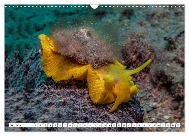 Produktbild: Tauchen im Mittelmeer (Wandkalender 2026 DIN A3 quer), CALVENDO Monatskalender