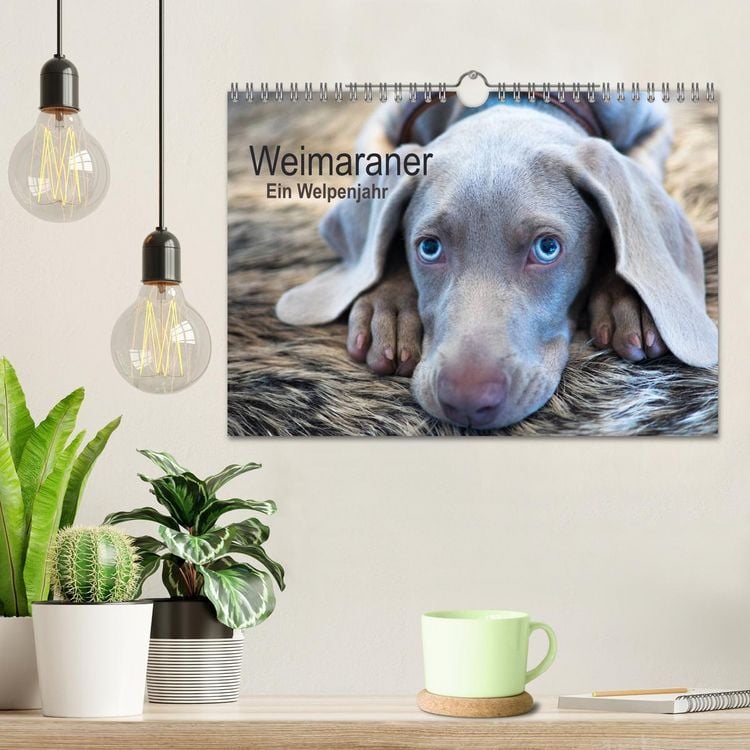 Produktbild: Weimaraner - Ein Welpenjahr (Wandkalender 2026 DIN A4 quer), CALVENDO Monatskalender