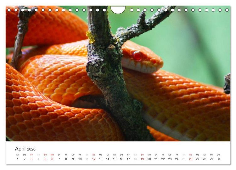 Produktbild: Das Leben der Reptilien (Wandkalender 2026 DIN A4 quer), CALVENDO Monatskalender