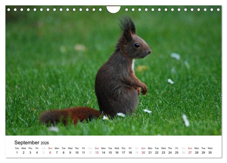 Produktbild: The red squirrels (Wall Calendar 2026 DIN A4 landscape), CALVENDO 12 Month Wall Calendar