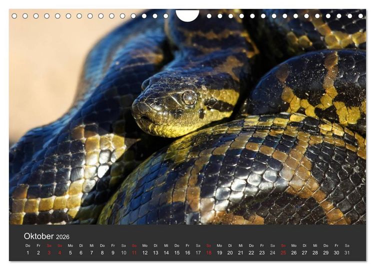Produktbild: Wildlife Pantanal 2026 (Wandkalender 2026 DIN A4 quer), CALVENDO Monatskalender