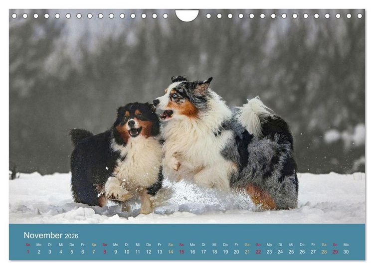 Produktbild: Mit Aussies unterwegs - Die bunte Welt der Australian Shepherds (Wandkalender 2026 DIN A4 quer), CALVENDO Monatskalender