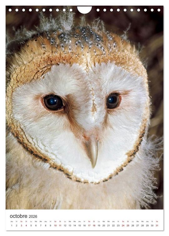 Produktbild: Une chouette de vie, les oiseaux (Calendrier mural 2026 DIN A4 horizontal), CALVENDO calendrier mensuel