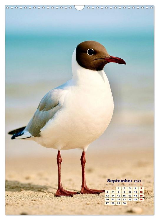 Produktbild: Seev&ouml;gel an der Nordsee (Wandkalender 2027 DIN A3 hoch), CALVENDO Monatskalender