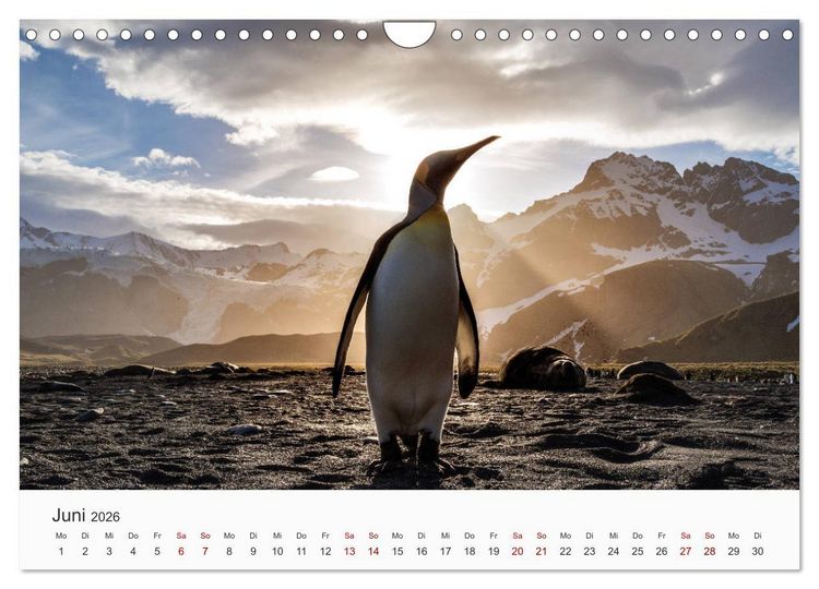 Produktbild: Pinguine - Die sympathischen Frack-Tr&auml;ger (Wandkalender 2026 DIN A4 quer), CALVENDO Monatskalender