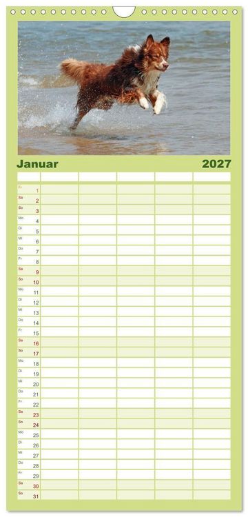Produktbild: Familienplaner 2027 - Australian Shepherd - H&uuml;tehunde mit Familienanschluss mit 5 Spalten (Wandkalender, 21 x 45 cm) CALVENDO