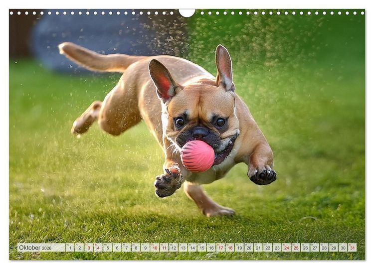 Produktbild: Bullys in Action - Franz&ouml;sische Bulldoggen lieben B&auml;lle (Wandkalender 2026 DIN A3 quer), CALVENDO Monatskalender