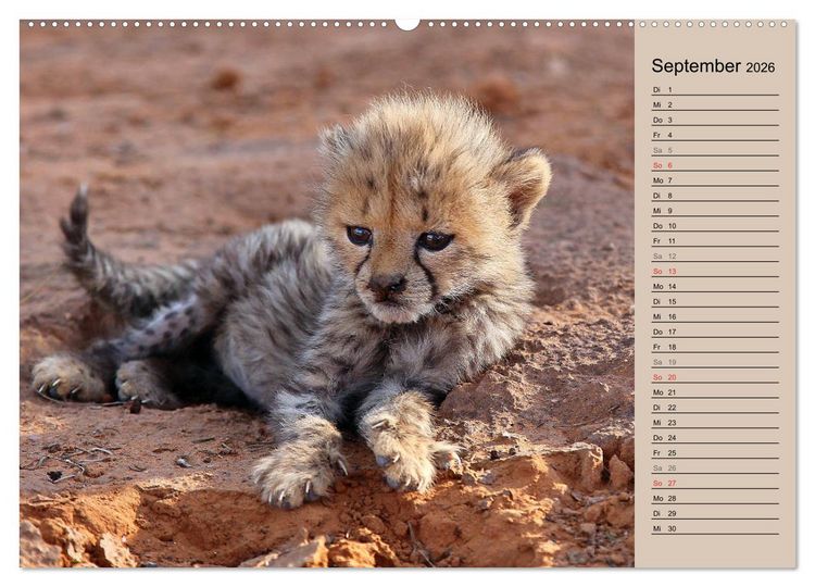 Produktbild: Geparden - Ein Leben in Afrika (Wandkalender 2026 DIN A2 quer), CALVENDO Monatskalender