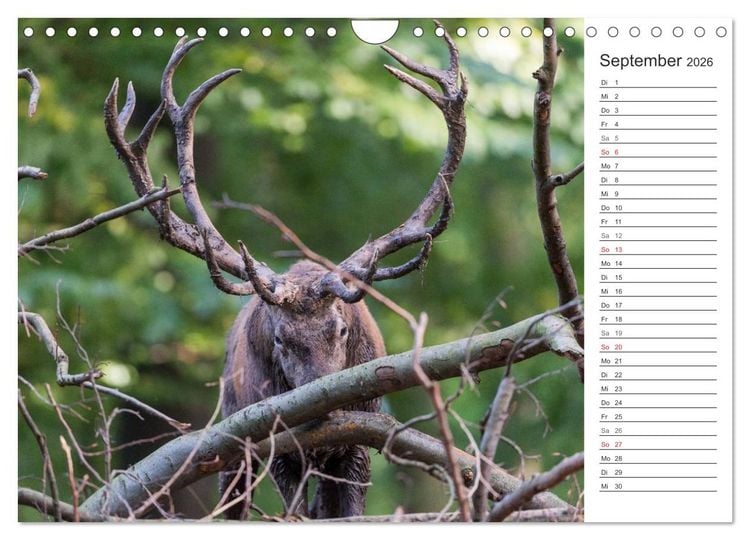 Produktbild: Emotionale Momente: Hirschbrunft. Part II. (Wandkalender 2026 DIN A4 quer), CALVENDO Monatskalender