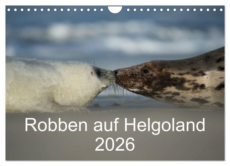 Produktbild: Robben auf Helgoland 2026 (Wandkalender 2026 DIN A4 quer), CALVENDO Monatskalender