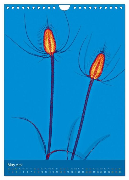 Produktbild: Blossoms between light and colour (Wall Calendar 2027 DIN A4 portrait), CALVENDO 12 Month Wall Calendar