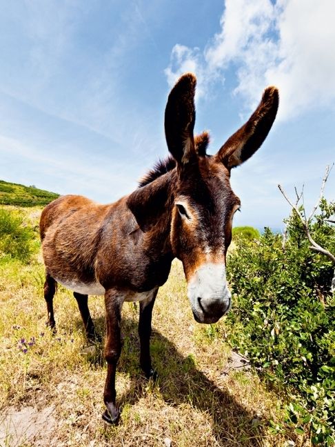 Produktbild: Esel in der Landschaft (Puzzle)