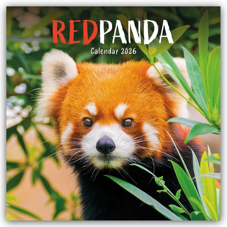 Produktbild: Red Panda – Rote Pandas – Rote Pandabären 2026 – Wand-Kalender