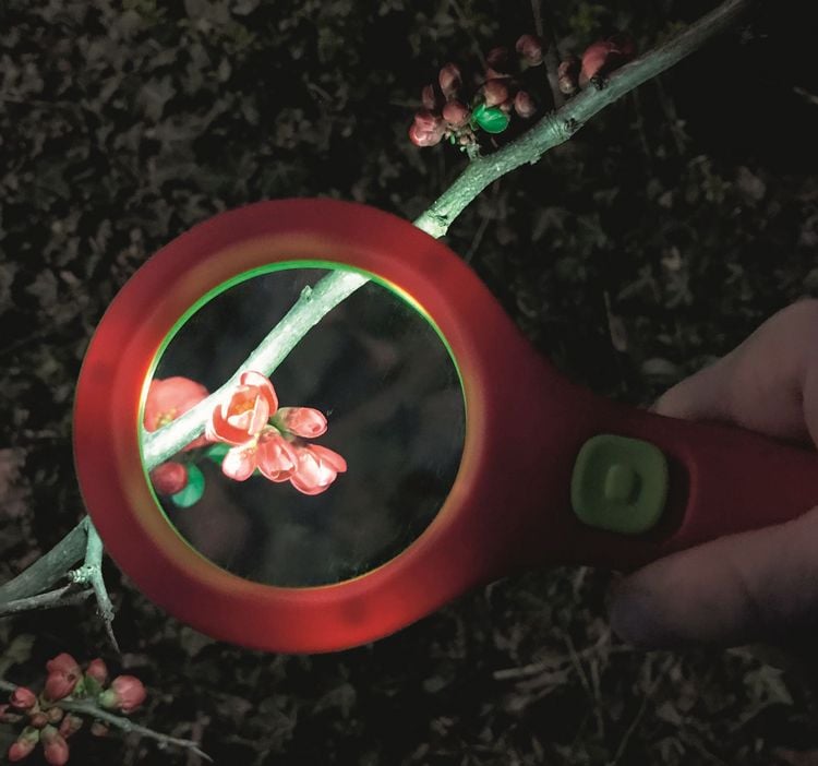Produktbild: Krabbelk&auml;fer Lichtlupe