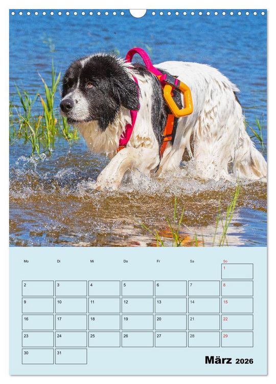 Produktbild: Familienplaner Landseer - Freund und Retter (Wandkalender 2026 DIN A3 hoch), CALVENDO Monatskalender