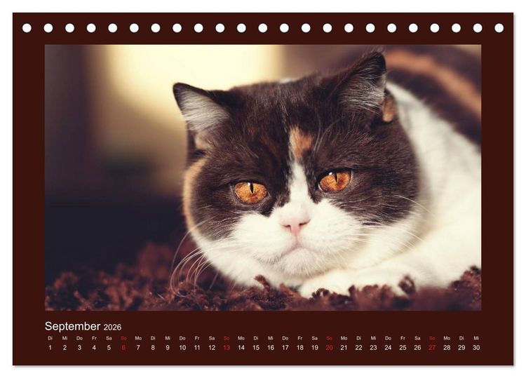 Produktbild: Britisch Kurzhaar Katzen - Poesie f&uuml;rs Auge (Tischkalender 2026 DIN A5 quer), CALVENDO Monatskalender