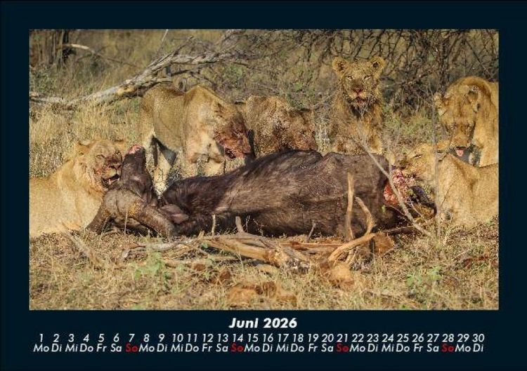 Produktbild: Welt der Tiere 2026 Fotokalender DIN A5