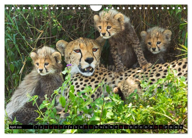 Produktbild: Tansania - Tierwanderung in der Serengeti (Wandkalender 2026 DIN A4 quer), CALVENDO Monatskalender