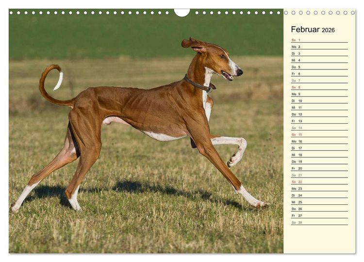Produktbild: Windhund der W&uuml;ste - Der Azawakh (Wandkalender 2026 DIN A3 quer), CALVENDO Monatskalender
