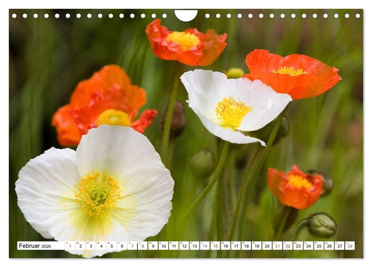 Produktbild: MohnTage (Wandkalender 2026 DIN A4 quer), CALVENDO Monatskalender