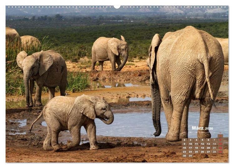 Produktbild: Afrikas Tierwelt: Elefantenbabys (Wandkalender 2026 DIN A2 quer), CALVENDO Monatskalender