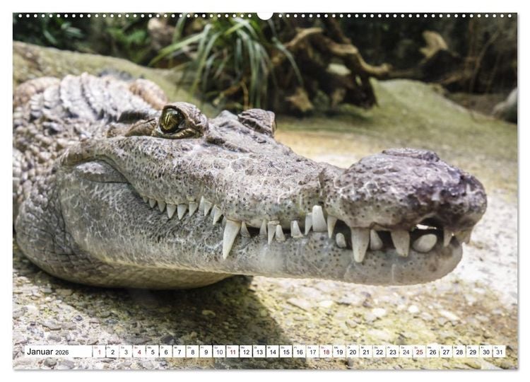 Produktbild: Lustige Tier-Selfies. Tierische Selbstportraits (hochwertiger Premium Wandkalender 2026 DIN A2 quer), Kunstdruck in Hochglanz