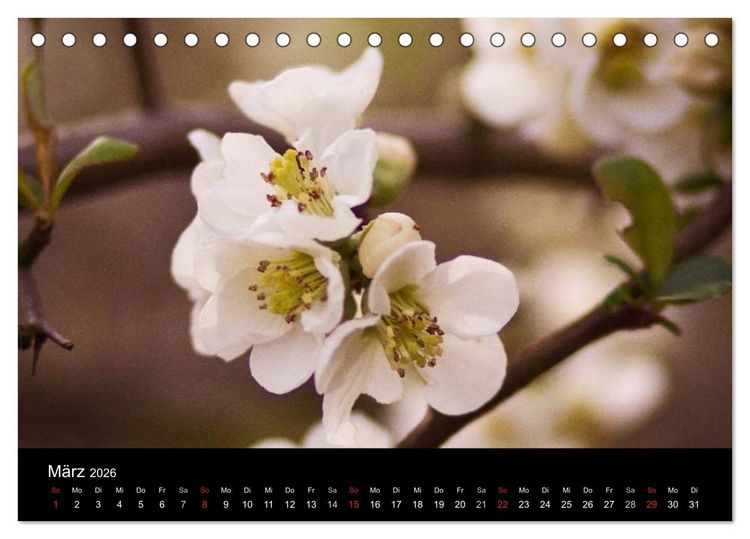 Produktbild: Bl&uuml;tenzauber 2026 (Tischkalender 2026 DIN A5 quer), CALVENDO Monatskalender