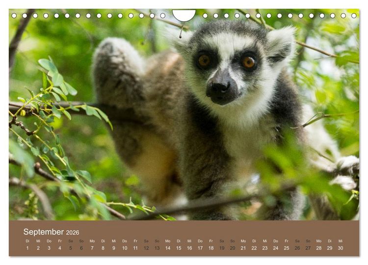 Produktbild: Madagaskars wundersame Tierwelt (Wandkalender 2026 DIN A4 quer), CALVENDO Monatskalender