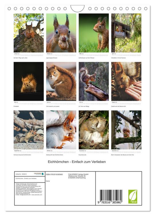 Produktbild: Eichh&ouml;rnchen - Einfach zum Verlieben (Wandkalender 2026 DIN A4 hoch), CALVENDO Monatskalender