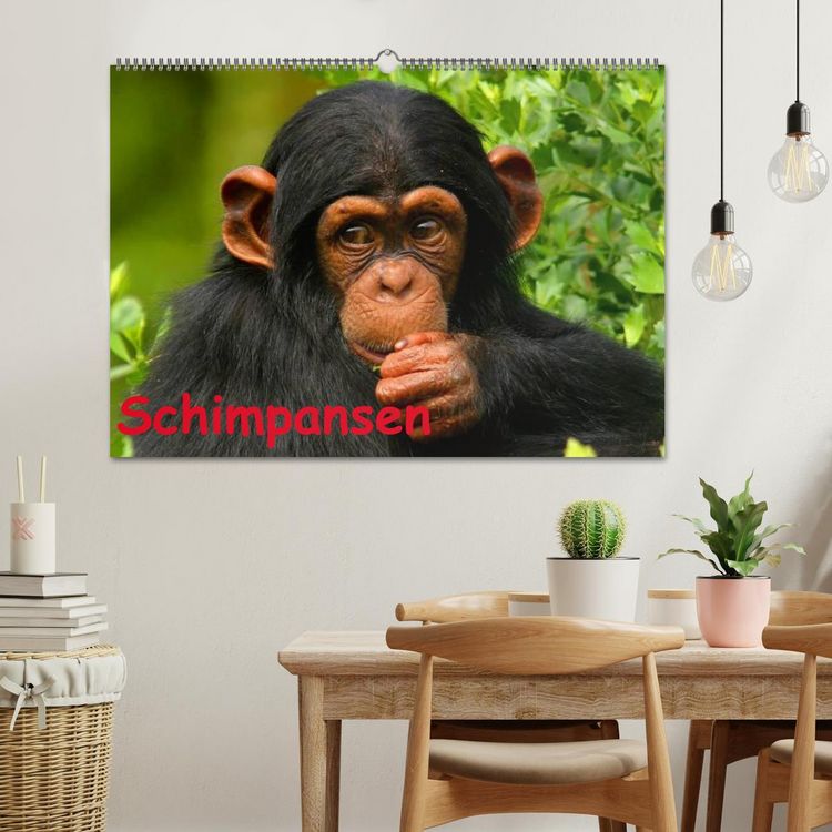 Produktbild: Schimpansen (Wandkalender 2026 DIN A2 quer), CALVENDO Monatskalender