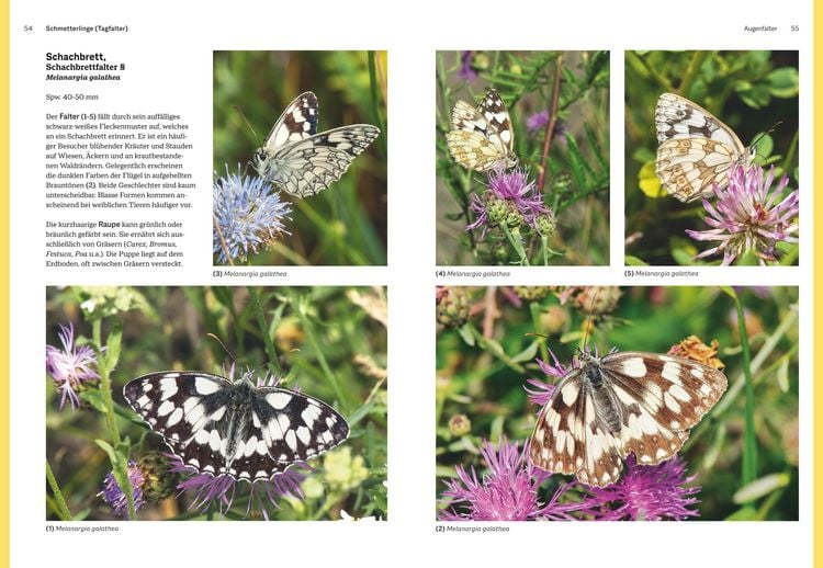 Produktbild: Das gro&szlig;e BLV Handbuch Insekten