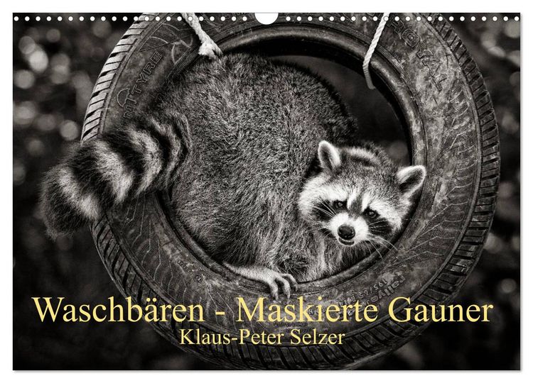 Produktbild: Waschb&auml;ren - Maskierte Gauner (Wandkalender 2026 DIN A3 quer), CALVENDO Monatskalender