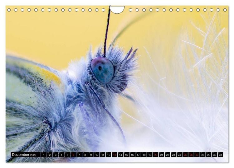 Produktbild: Kleine Wesen &ndash; Makroaufnahmen von einheimischen Insekten (Wandkalender 2026 DIN A4 quer), CALVENDO Monatskalender