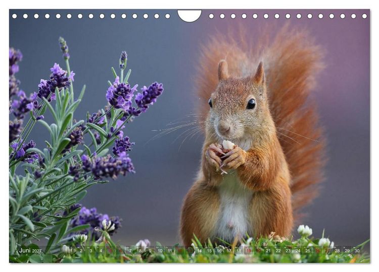 Produktbild: Eichh&ouml;rnchen in zauberhaften Posen (Wandkalender 2027 DIN A4 quer), CALVENDO Monatskalender
