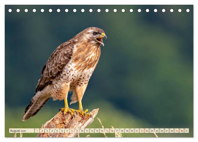 Produktbild: Unsere Vogelvielfalt: Ein Schatz zum Entdecken und Sch&uuml;tzen (Tischkalender 2026 DIN A5 quer), CALVENDO Monatskalender