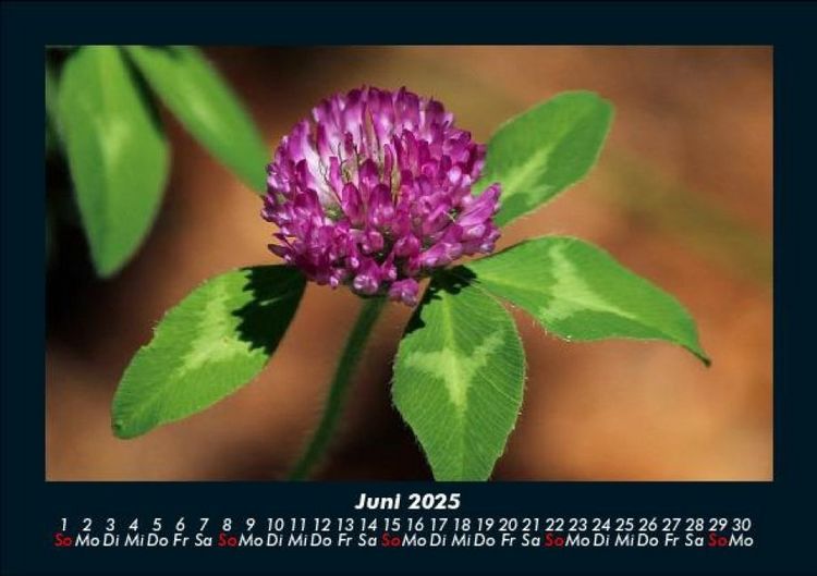 Produktbild: Blumenkalender 2025 Fotokalender DIN A5