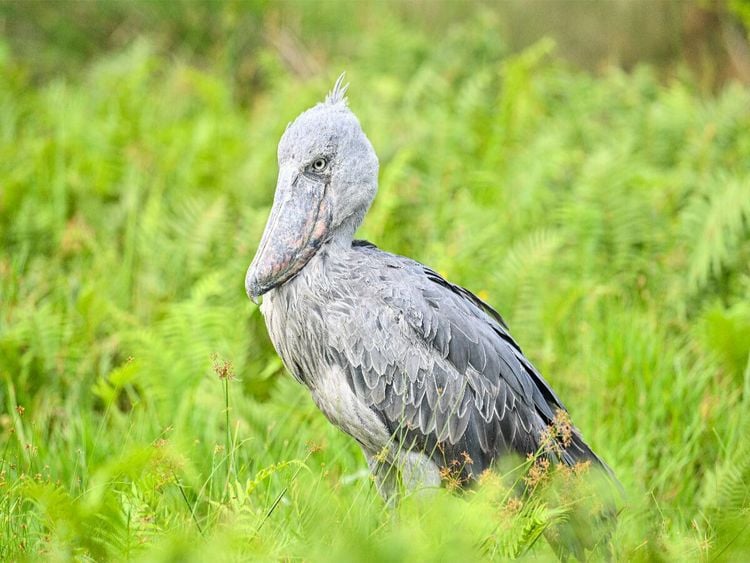 Produktbild: CALVENDO Puzzle Schuhschnabel Storch im Lake Victoria | 1000 Teile Lege-Gr&ouml;&szlig;e 64x48cm Foto-Puzzle f&uuml;r gl&uuml;ckliche Stunden