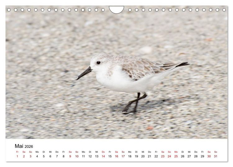 Produktbild: M&ouml;wen am Meer (Wandkalender 2026 DIN A4 quer), CALVENDO Monatskalender