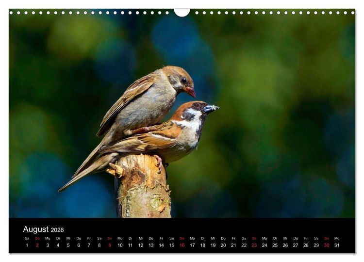Produktbild: Singv&ouml;gel in Deutschland (Wandkalender 2026 DIN A3 quer), CALVENDO Monatskalender