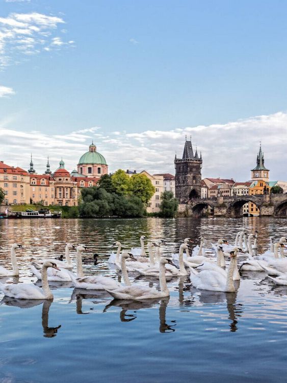 Produktbild: CALVENDO Puzzle Moldau mit Schw&auml;nen | 1000 Teile Lege-Gr&ouml;&szlig;e 64x48cm Foto-Puzzle f&uuml;r gl&uuml;ckliche Stunden