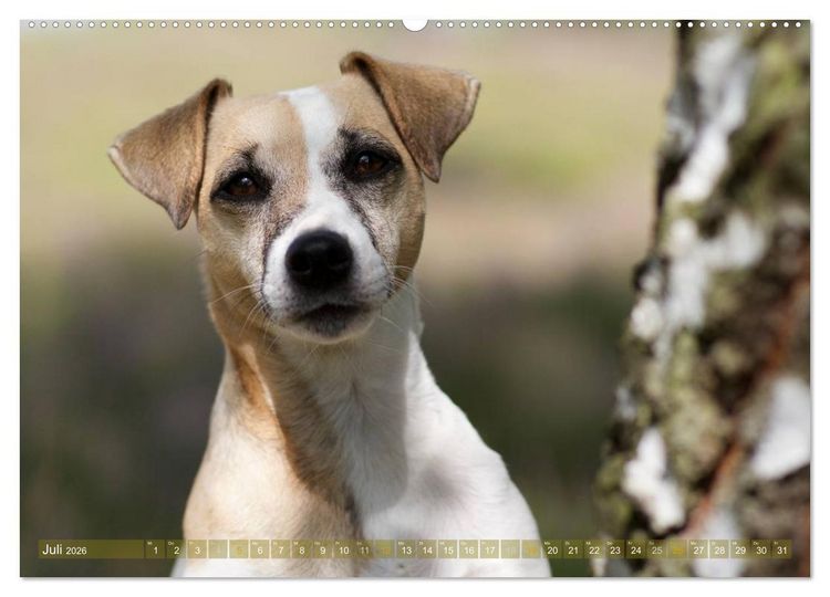 Produktbild: Faszination Terrier (hochwertiger Premium Wandkalender 2026 DIN A2 quer), Kunstdruck in Hochglanz
